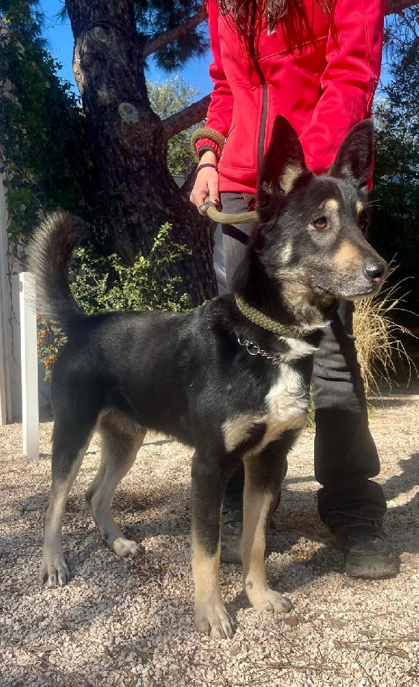 Giove simil pastore tedesco taglia media Foto 4
